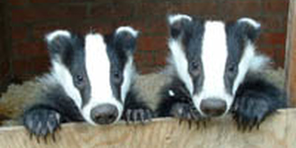 В Приамурье разбушевались барсуки