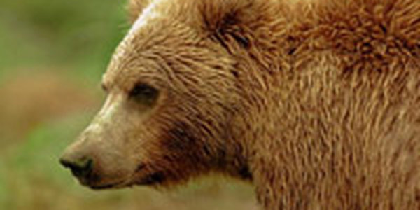 На Сахалине открывается сезон охоты на медведей