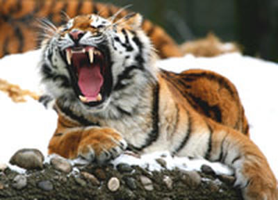 Раненого тигра отправили в Уссурийск на обследование