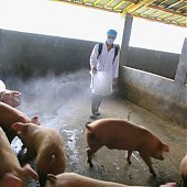 Свиной грипп: паника распространяется быстрее вируса (ФОТО)