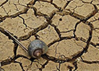 Австралия страдает от засухи