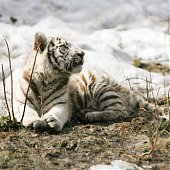 Редкие бенгальские тигрята «вышли в свет» (ФОТО)