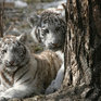 Редкие бенгальские тигрята «вышли в свет» (ФОТО)