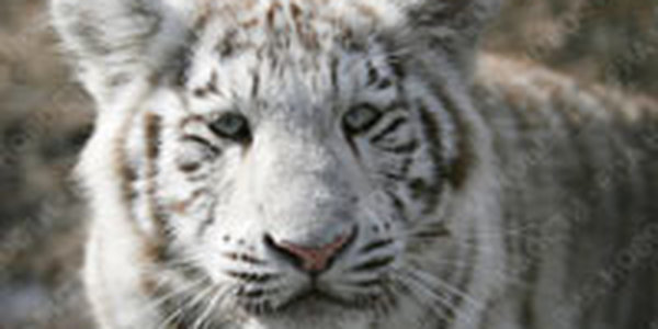 Редкие бенгальские тигрята «вышли в свет» (ФОТО)