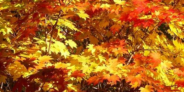 Минувший октябрь порадовал погодой Приморье