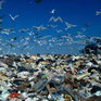 Чистить Владивосток от мусора будут 12 лет