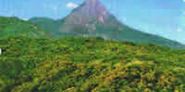 Десятая часть китайских лесов вымерзла от холодов