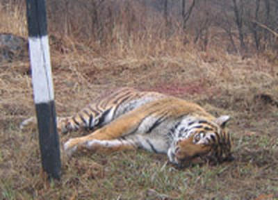 Пострадавшую в Приморье тигрицу пришлось усыпить