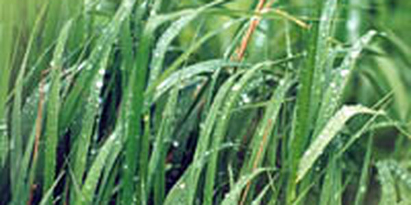 Вечером во Владивостоке возможен небольшой дождь