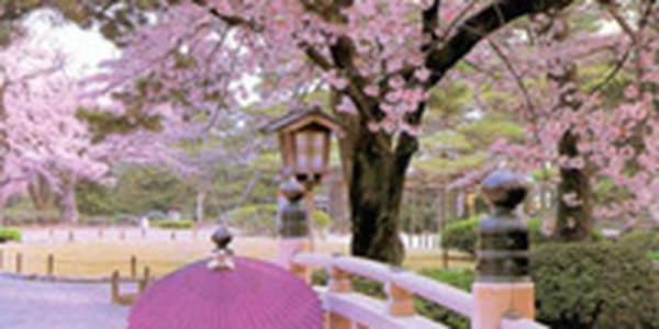 В Японии начался сезон цветения сакуры