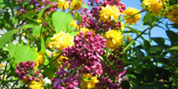 Солнце порадует приморцев только сегодня