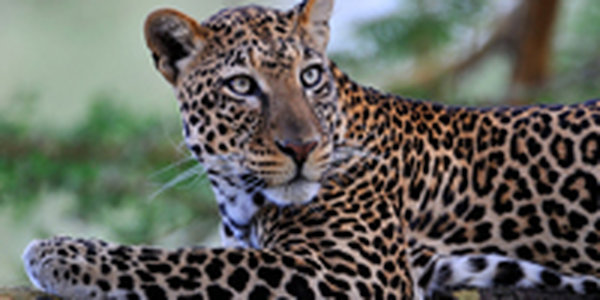В Приморье обнаружена шкура убитого леопарда