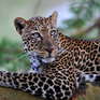 В Приморье обнаружена шкура убитого леопарда
