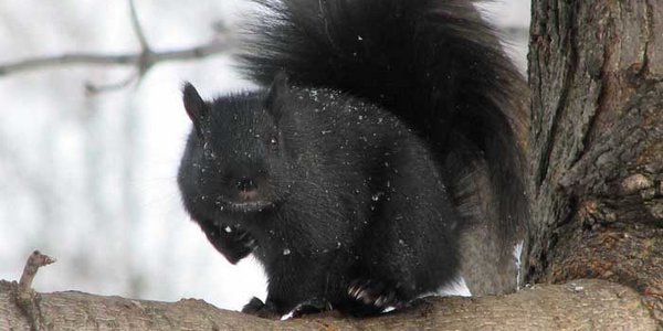 Вторая декада января в Приморье выдалась холодной и сухой