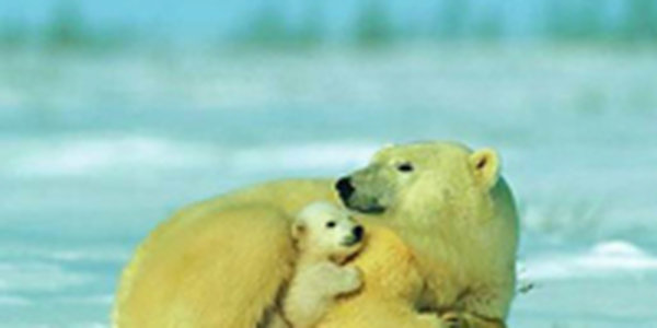 За белыми медведями будут следить с помощью спутника