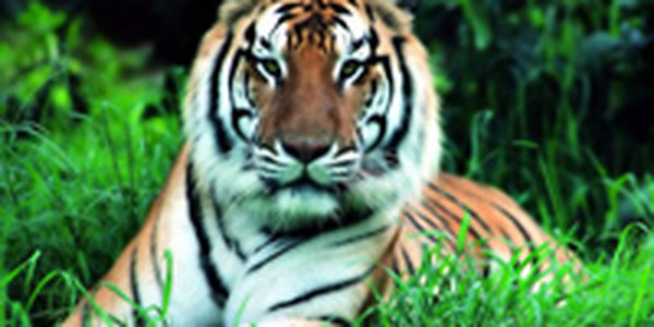 В Приморье может состояться Всемирный саммит по сохранению тигра
