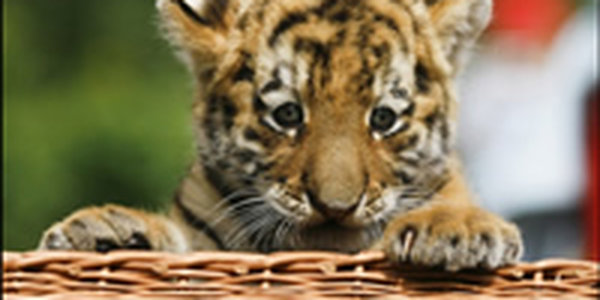В Приморье спасен четырехмесячный амурский тигренок-сирота