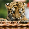 В Приморье спасен четырехмесячный амурский тигренок-сирота