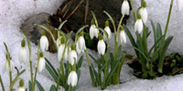 Весна пришла! Ждать ли сюрпризов?