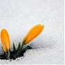 Наступит ли весна в Приморье на этих выходных?