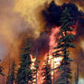 В Приморье сложилась напряженная ситуация с лесными пожарами