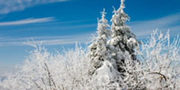 Климатический автограф января 2009 года в Приморье