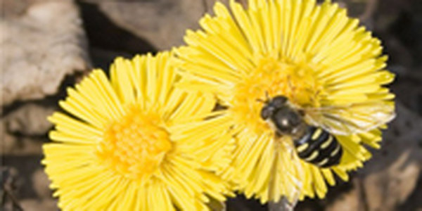 Весна совсем рядом!