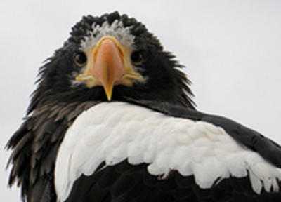 Птенцы редкой птицы, родившиеся в Японии, будут жить на Сахалине