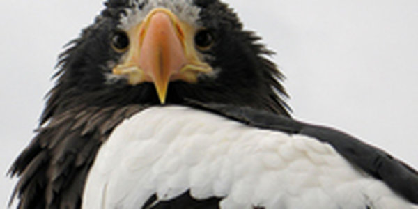 Птенцы редкой птицы, родившиеся в Японии, будут жить на Сахалине