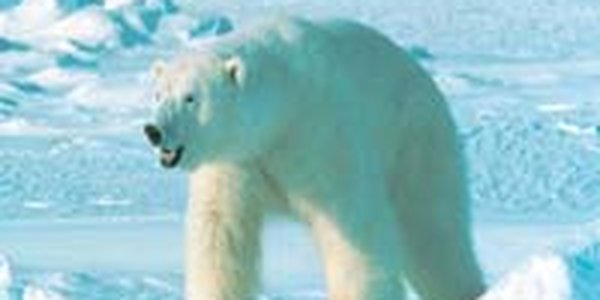 Белый мишка 