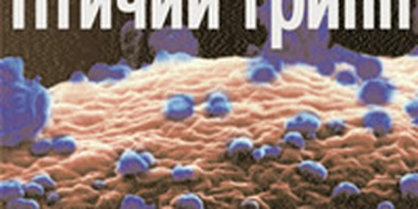 В Гонконге обнаружены мертвые птицы, зараженные вирусом гриппа H5