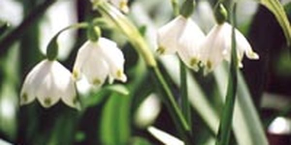 Какая погода нас ожидает на Пасху?