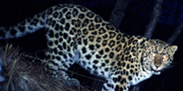 Дальневосточных леопардов изучают с помощью фотокамер (ФОТО) 