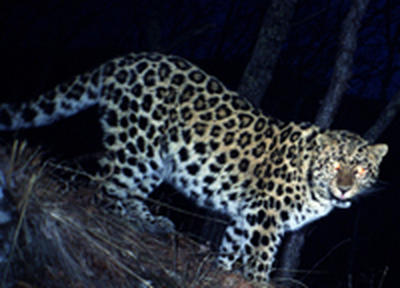 Дальневосточных леопардов изучают с помощью фотокамер (ФОТО) 