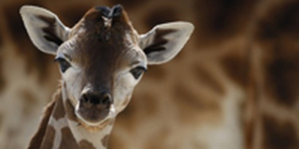 В зоопарке Швейцарии родился Гермес 