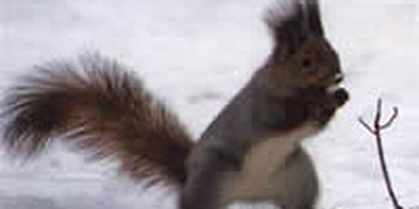 Завтра циклон принесет в Приморье небольшой снег 