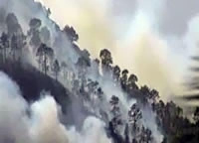 На Канарских островах из-за лесных пожаров эвакуированы 500 человек