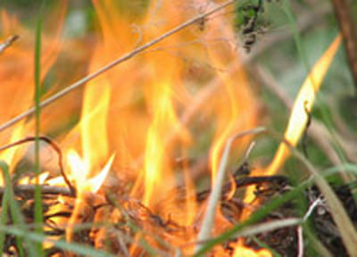 Первые в этом году пожары зарегистрированы в лесах Приморья