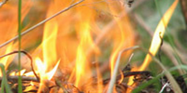 Первые в этом году пожары зарегистрированы в лесах Приморья