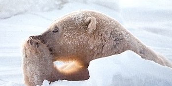 На севере дальневосточных регионов трещат морозы 