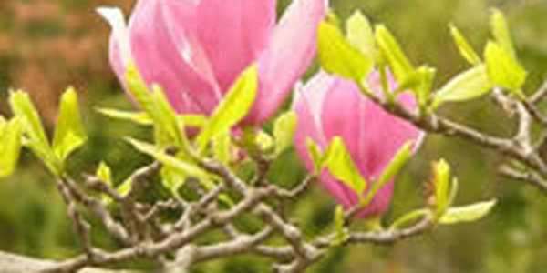 В выходные дни Приморье будет купаться в солнечных лучах