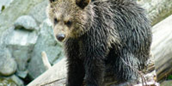 На Сахалине 