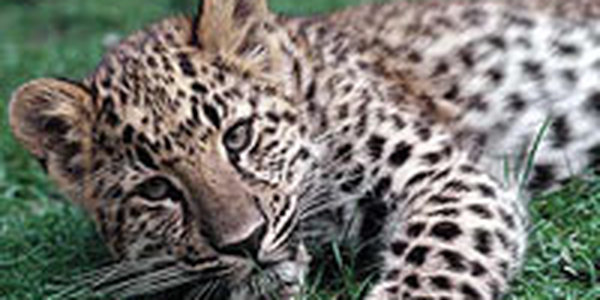 Строительство тоннеля, спасающего дальневосточных леопардов, обойдется в 1,5 миллиарда рублей 