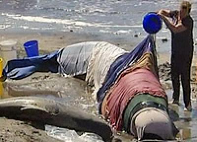 Массовое самоубийство дельфинов произошло в Австралии
