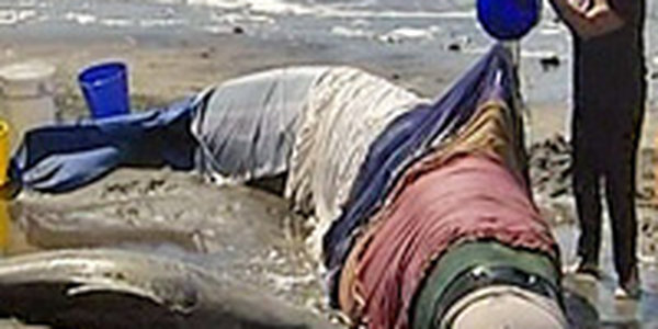 Массовое самоубийство дельфинов произошло в Австралии