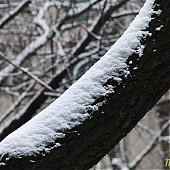 Как таял утренний владивостокский снег 