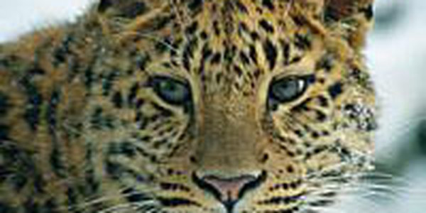 Дальневосточный леопард погиб в Приморском крае