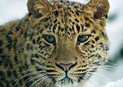 Дальневосточный леопард погиб в Приморском крае