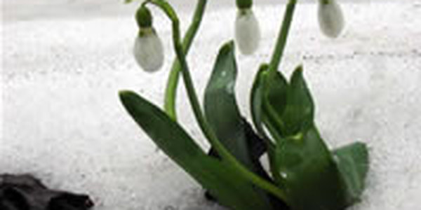 Спецслужбы Крыма оберегают подснежники от торговцев цветами