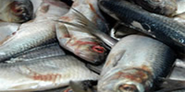 Приморье переполнено контрафактной рыбой